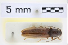 Foto (Dorsalansicht) von Athous malkinorum (Platia, 2006) (NHMW-ZOO-COL-0008474)